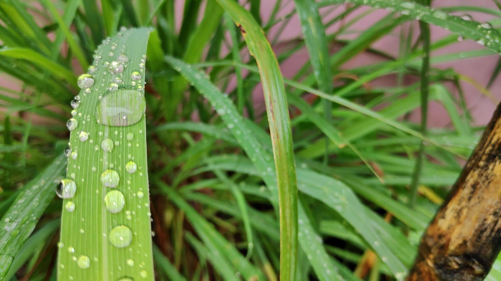 gotas de lluvia establecido en el La hierba de limón hojas foto