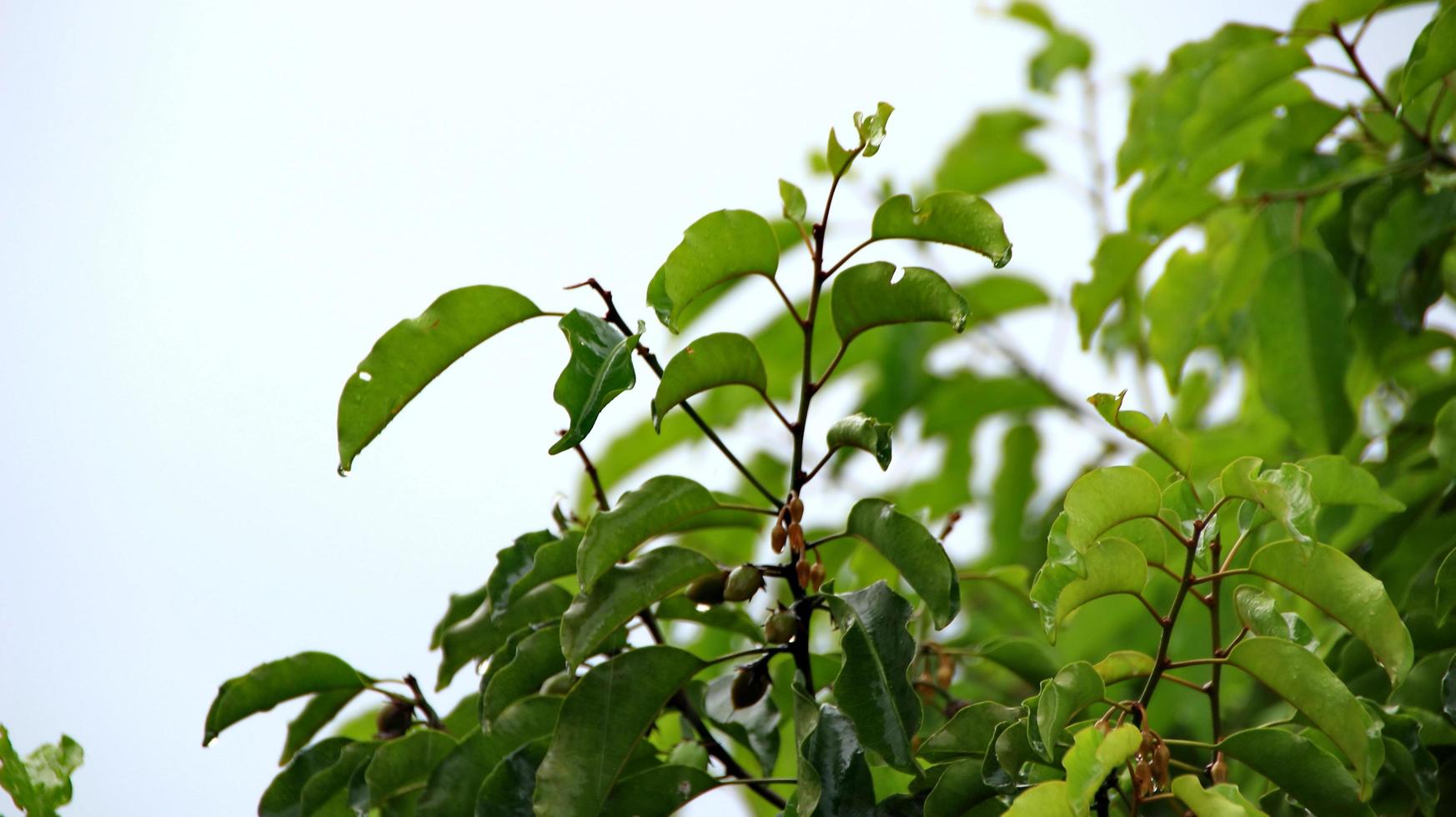 Fresco melinjo árbol hojas foto