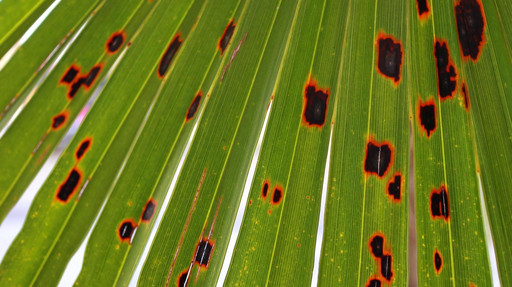 Lines and textures of Green Palm leaves photo