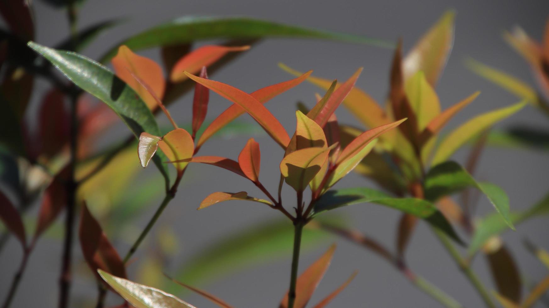 Photinia leaf in photo with bokeh background