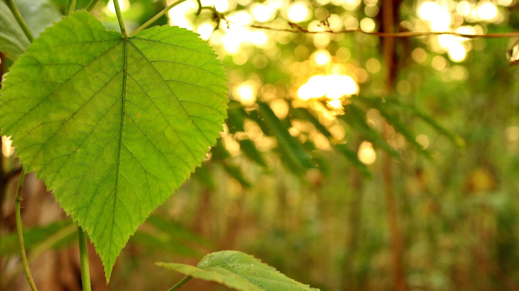 Green leaves against a background of sunset light photo