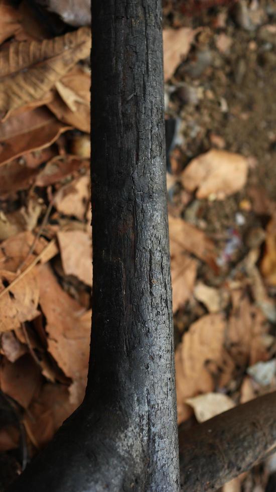 pila de quemado y chamuscado árbol bañador foto