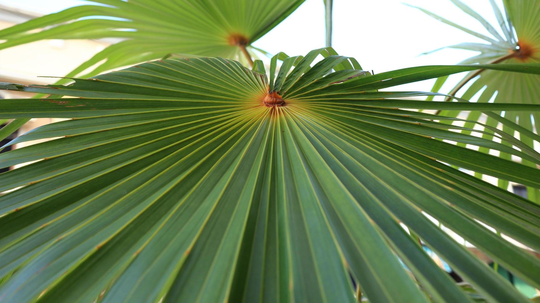 Lines and textures of Green Palm leaves photo