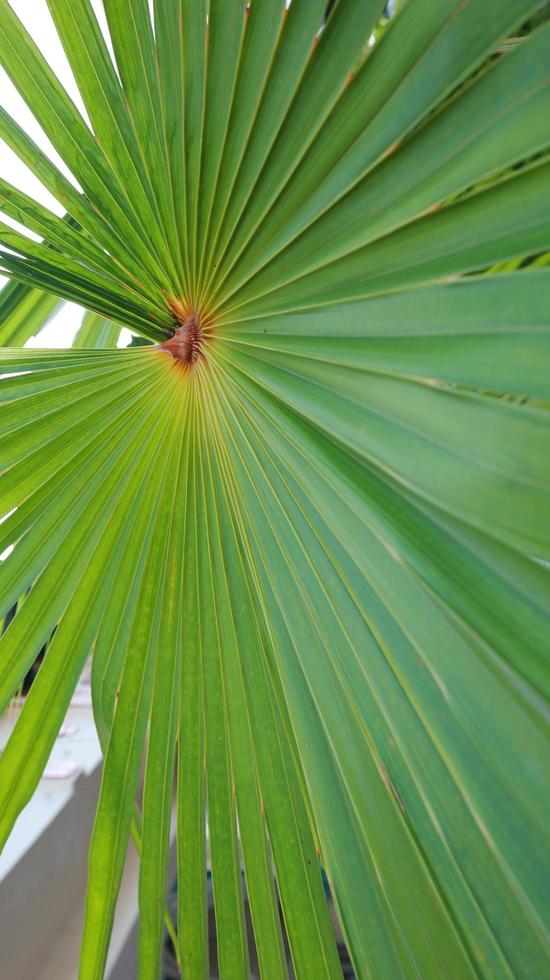 Lines and textures of Green Palm leaves photo