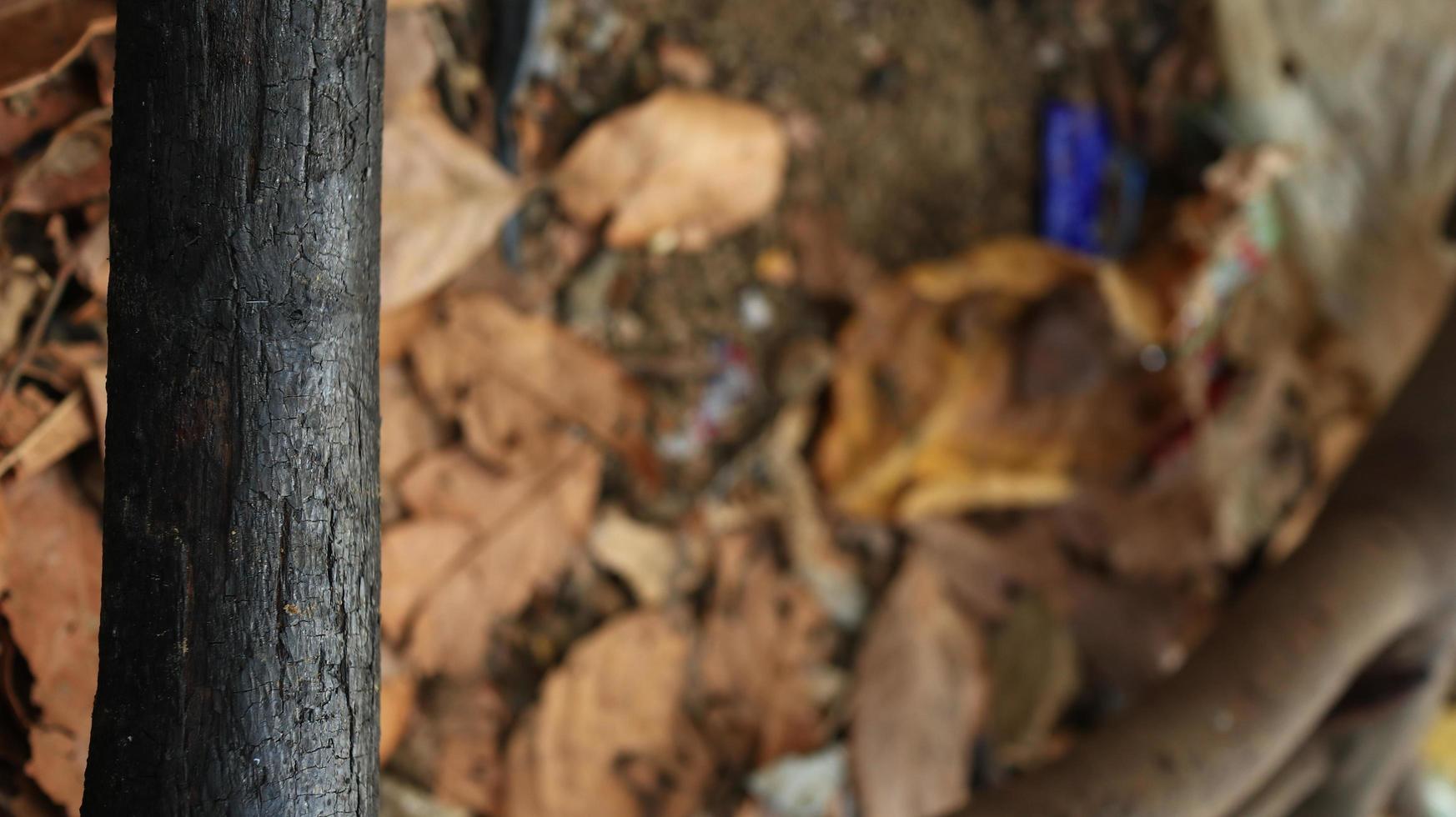 pila de quemado y chamuscado árbol bañador foto