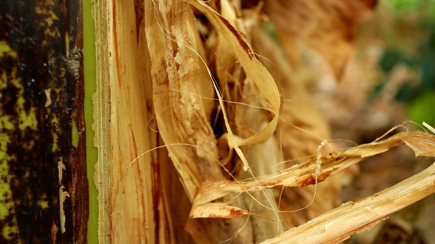 The bark of the banana tree is up close photo