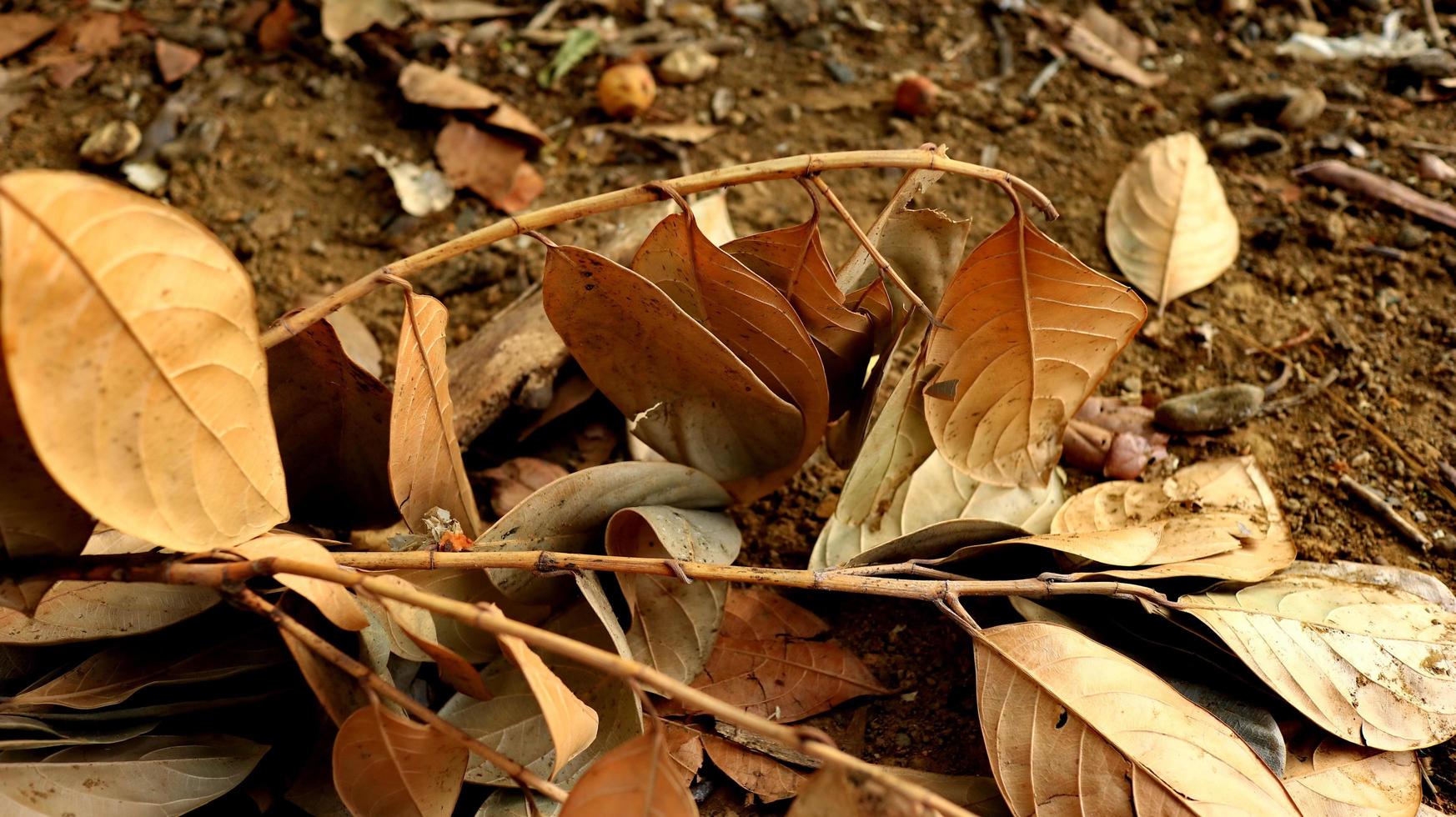 dried rotten jackfruit leaves scatter of the ground photo