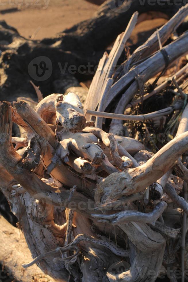 pieces of wood on the beach photo