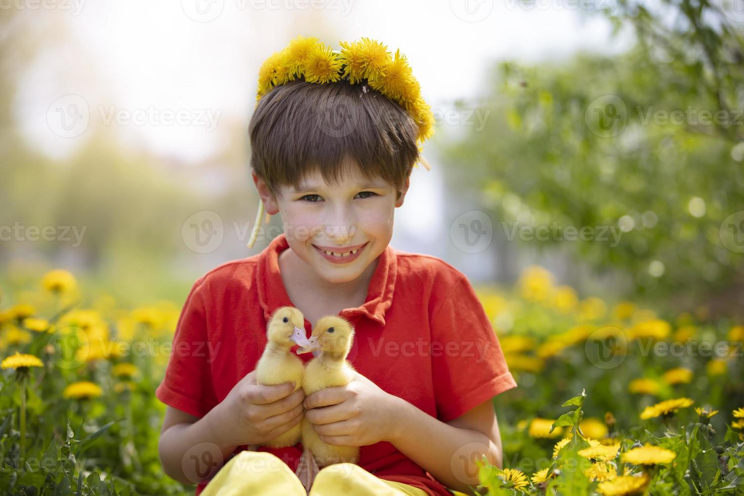 Beautiful child in nature with ducklings. A boy in the meadow with dandelions is holding domestic chicks. photo