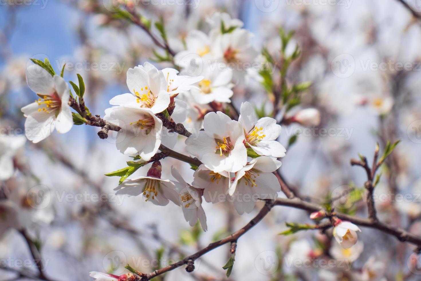 Close up blooming white flowers on tree concept photo. Blossom festival in spring. Photography with blurred background. photo