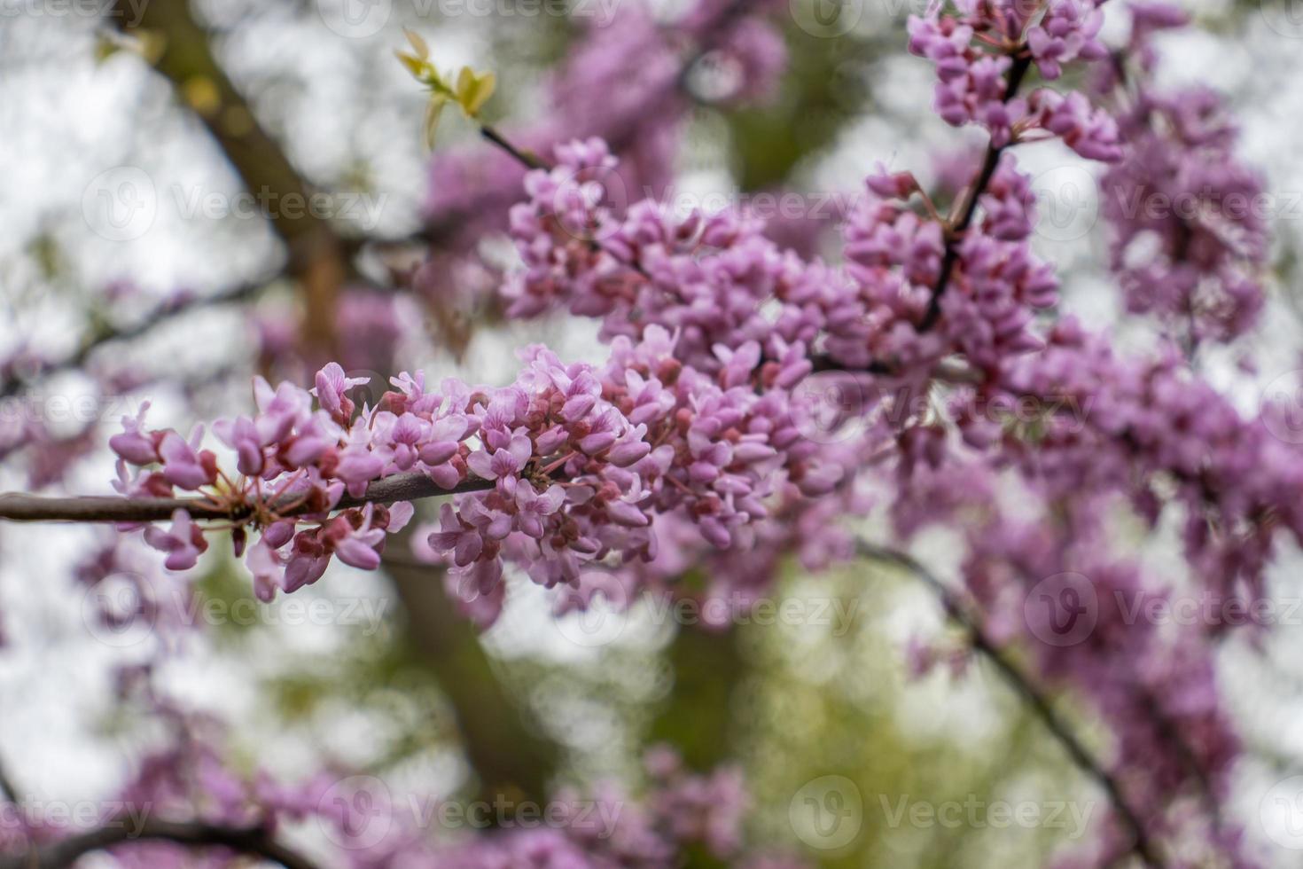 Close up pink acacia flower in the rain concept photo. Photography with blurred background. Countryside at spring season. Spring garden blossom background photo