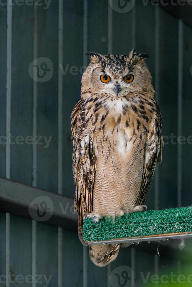 Beautiful owl close up photo