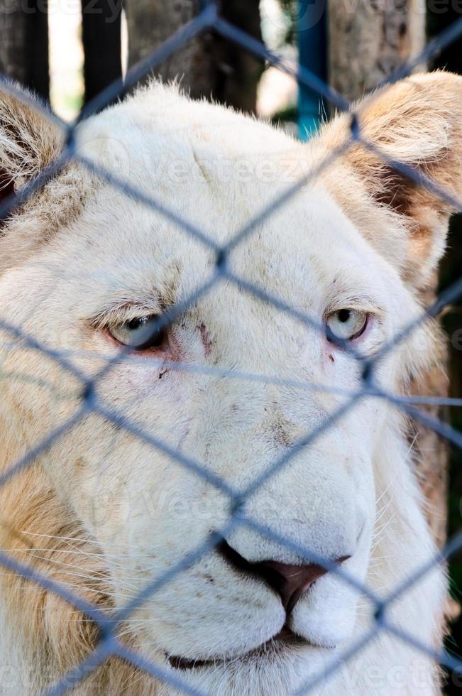 Locked and sad lion photo