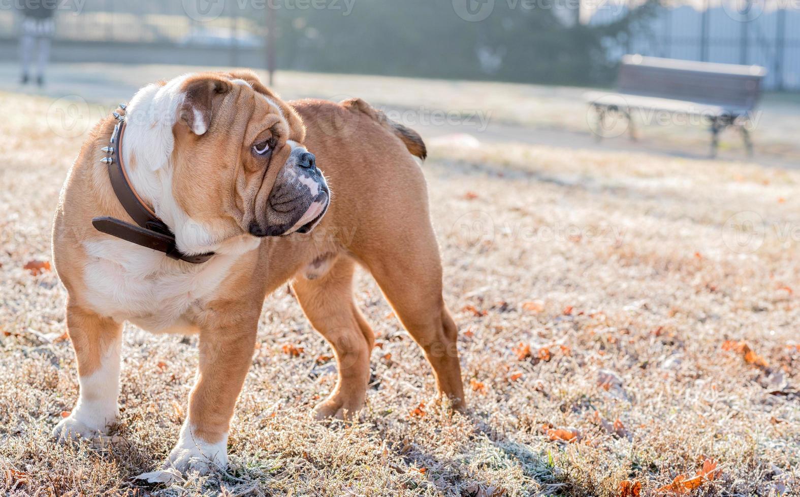 Young english bulldog photo