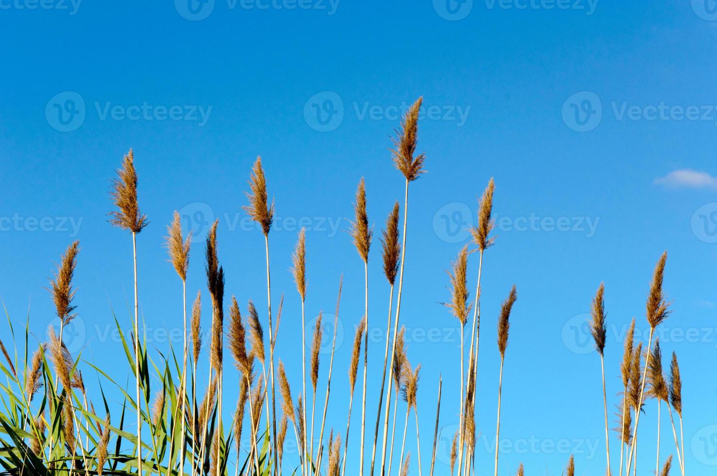 Seedy reed stalks photo