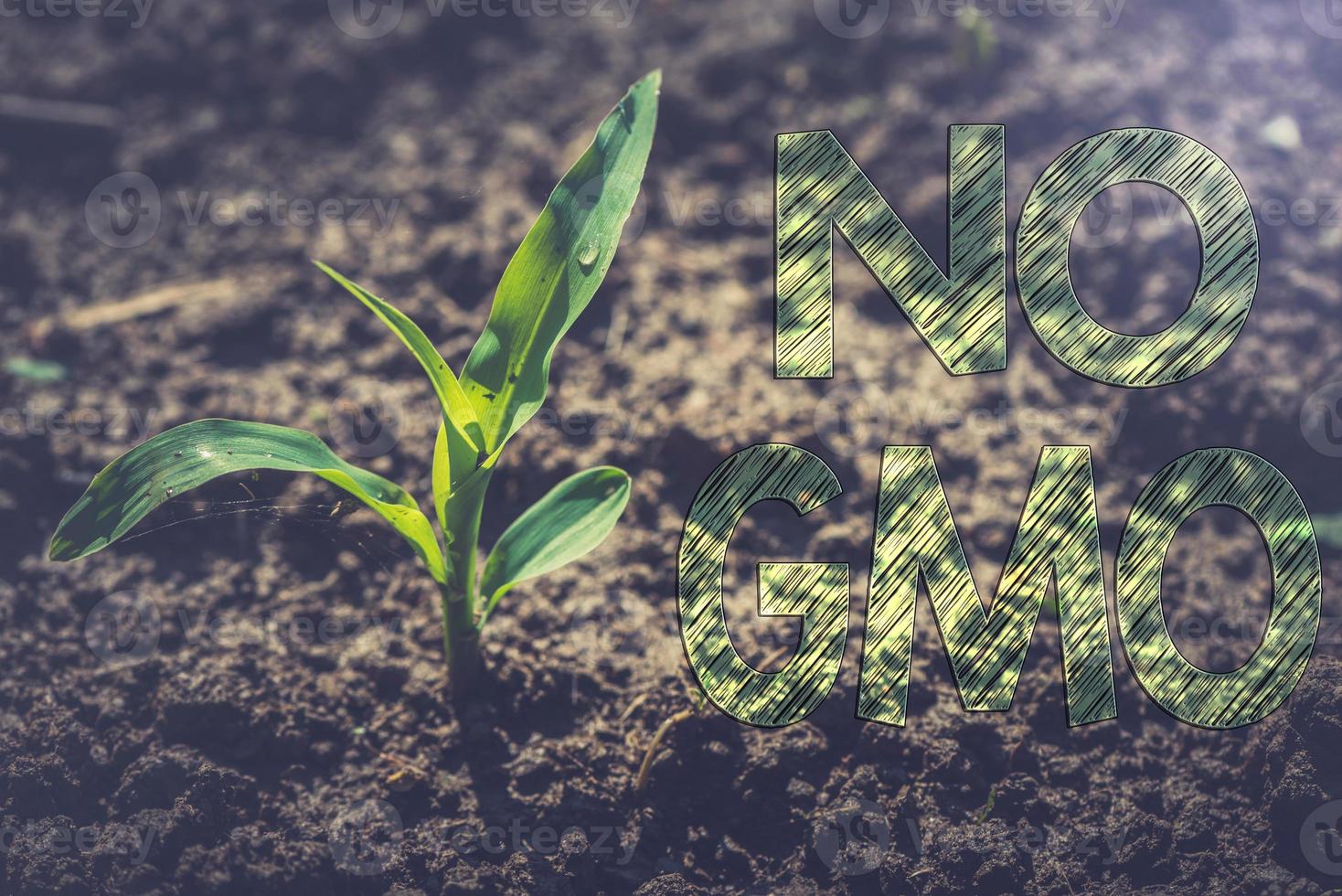 Plant of young corn photo