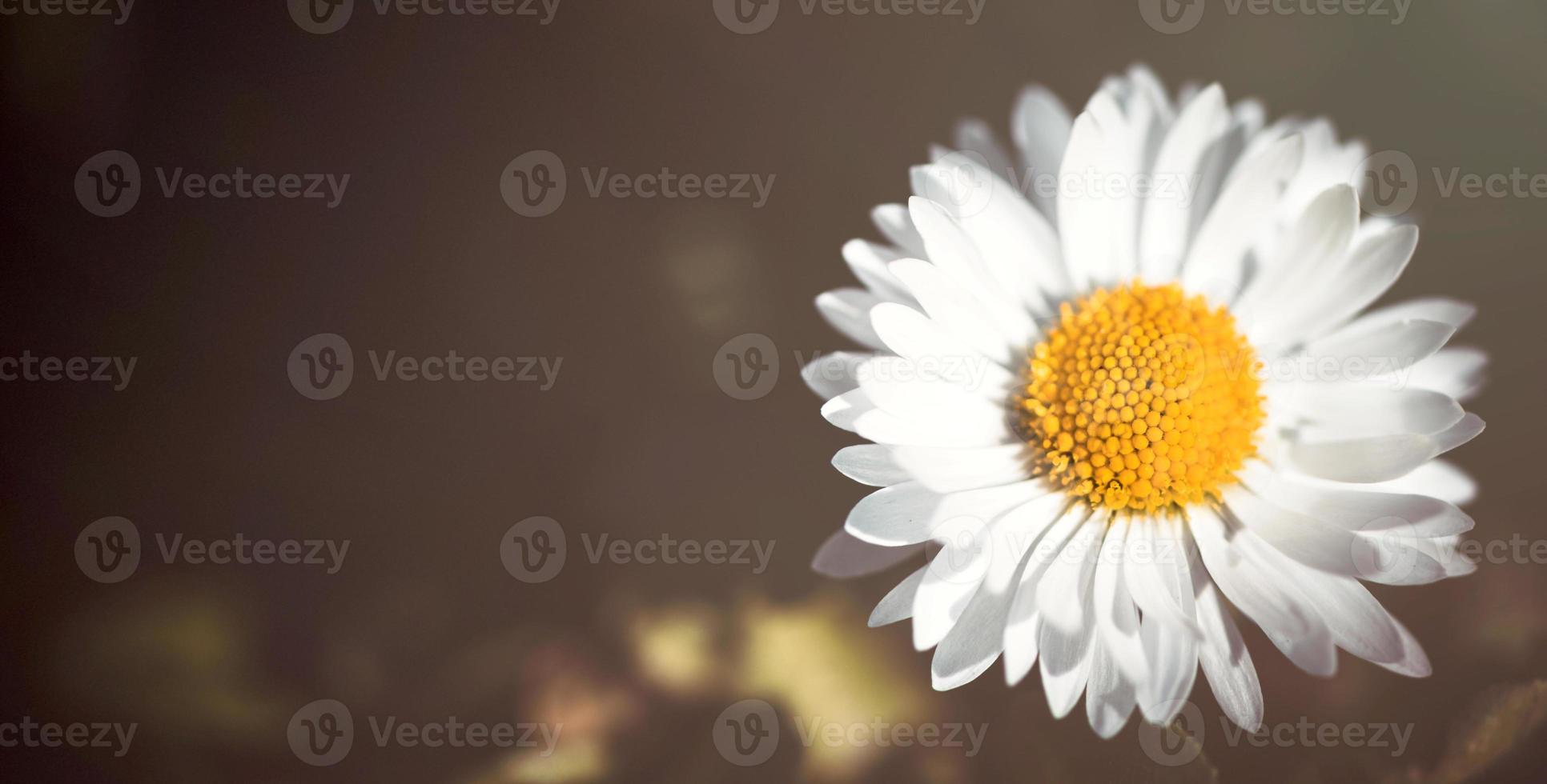 Daisy flower close up photo