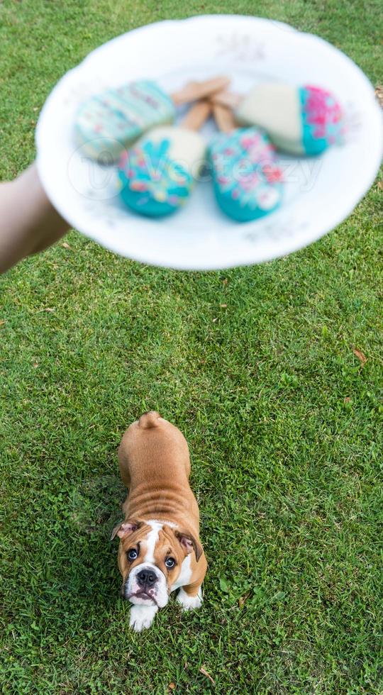 pequeño perrito de Inglés buldog quiere pastel pos foto