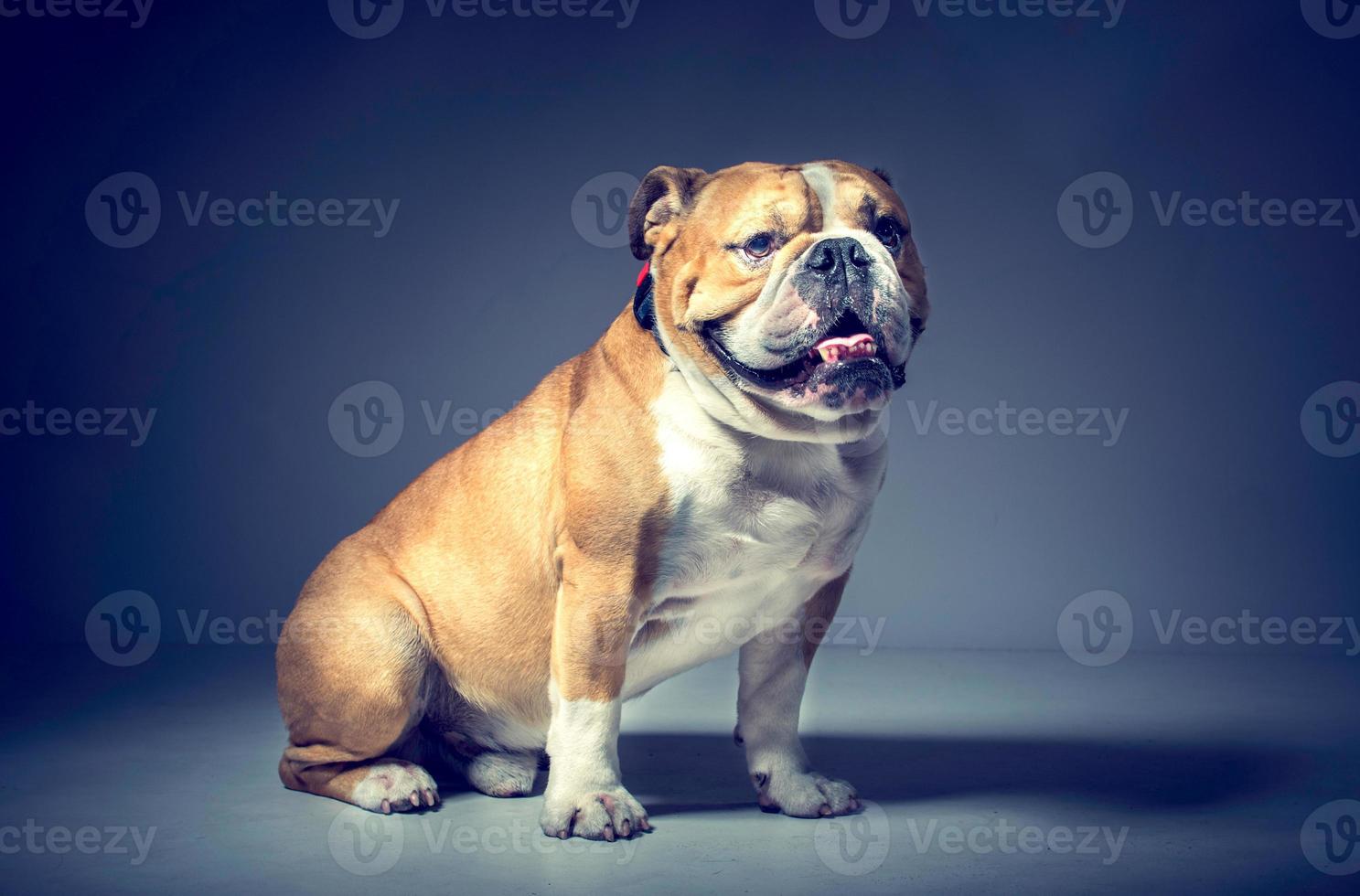 Male of English bulldog photo