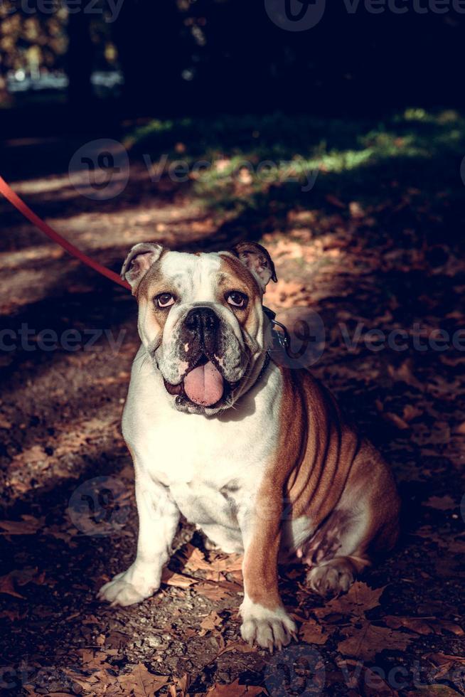 Adult Female English Bulldog photo