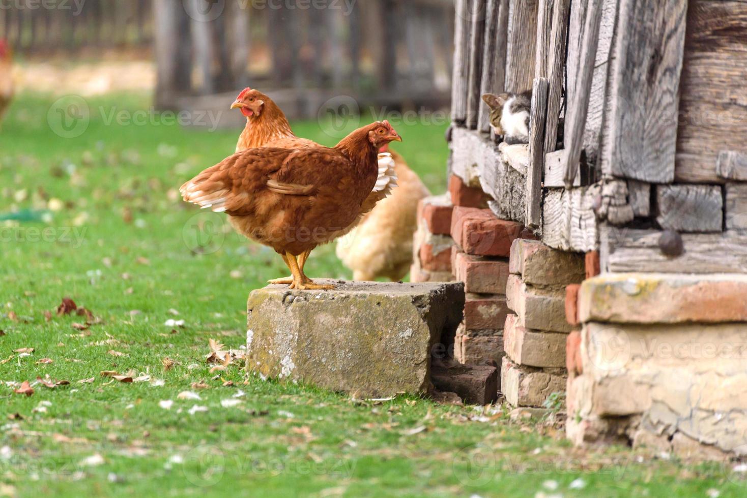 Pareja de pollo foto