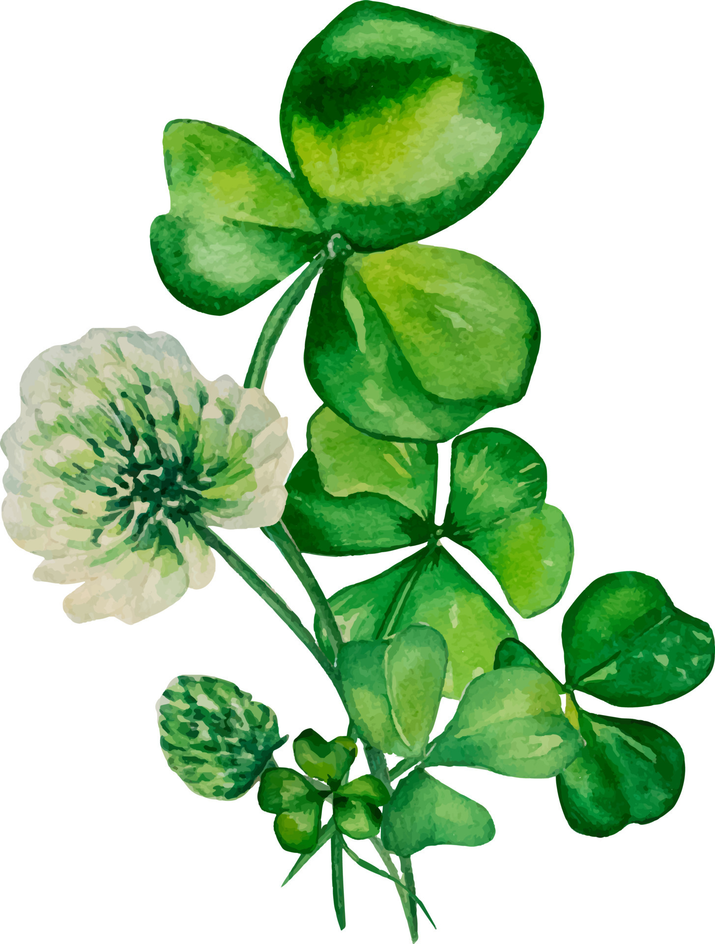 Shamrock and clover watercolor composition, on white background