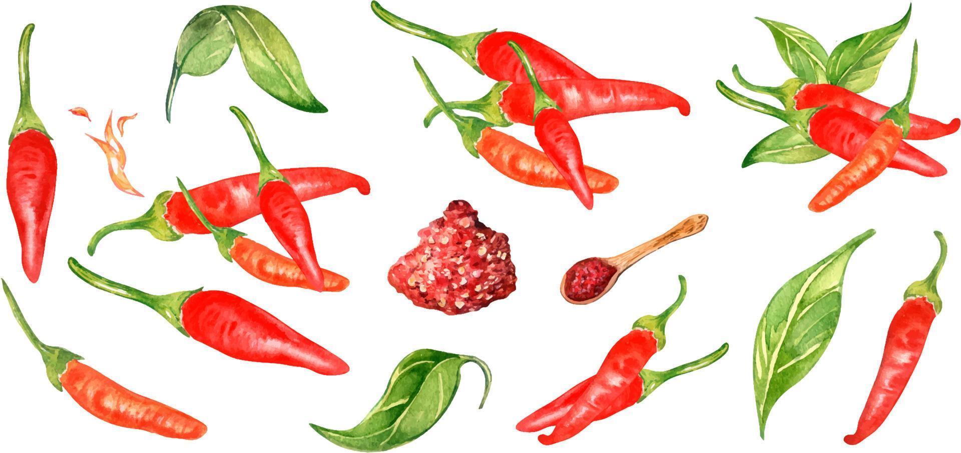 Set of red hot peppers tabasco watercolor illustration isolated on white background. vector