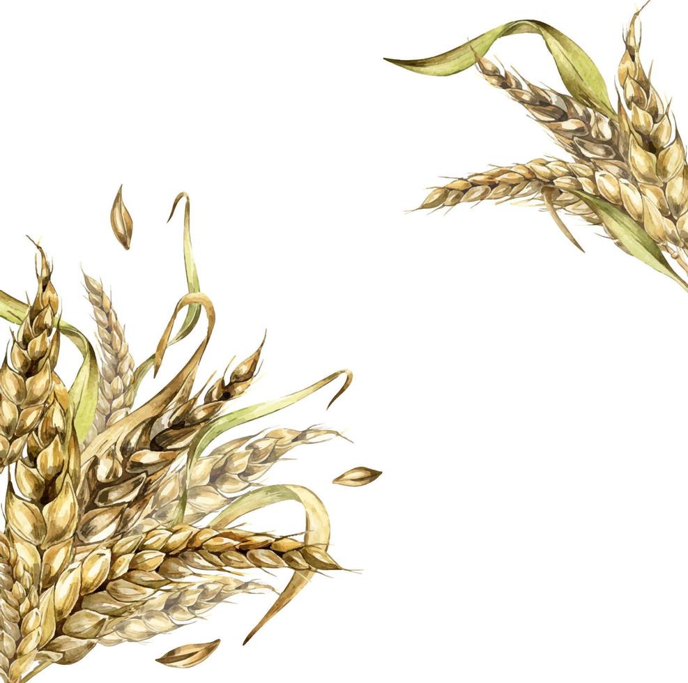 Board of wheat ear, barley watercolor illustration isolated on white background. vector