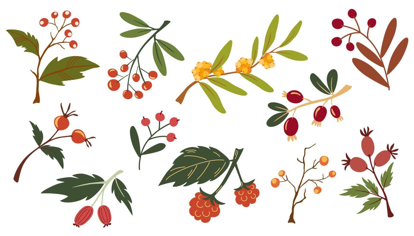 otoño bayas recopilación. varios salvaje bayas, serbal, fresa, rosa mosqueta botánico colocar. ideal para comestibles, impresión, menús y restaurantes de colores plano vector ilustración aislado