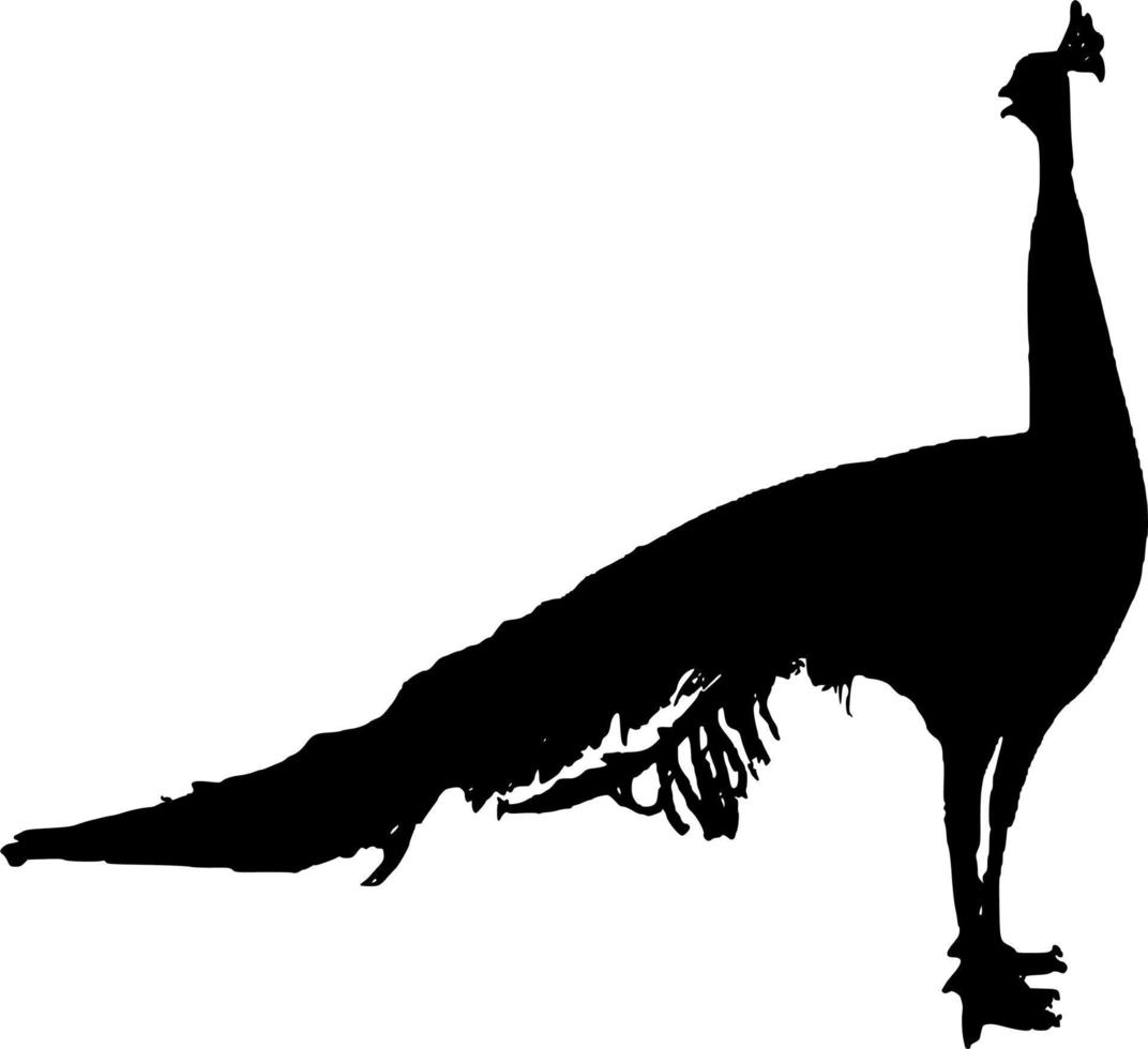 Vector silhouette of peacock on white background