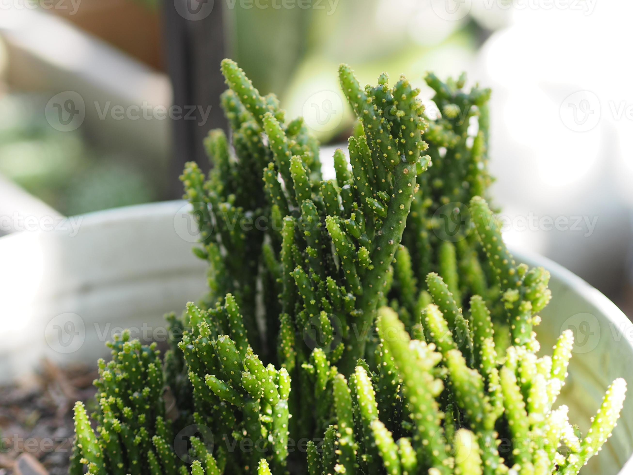 disrupt cactus flower