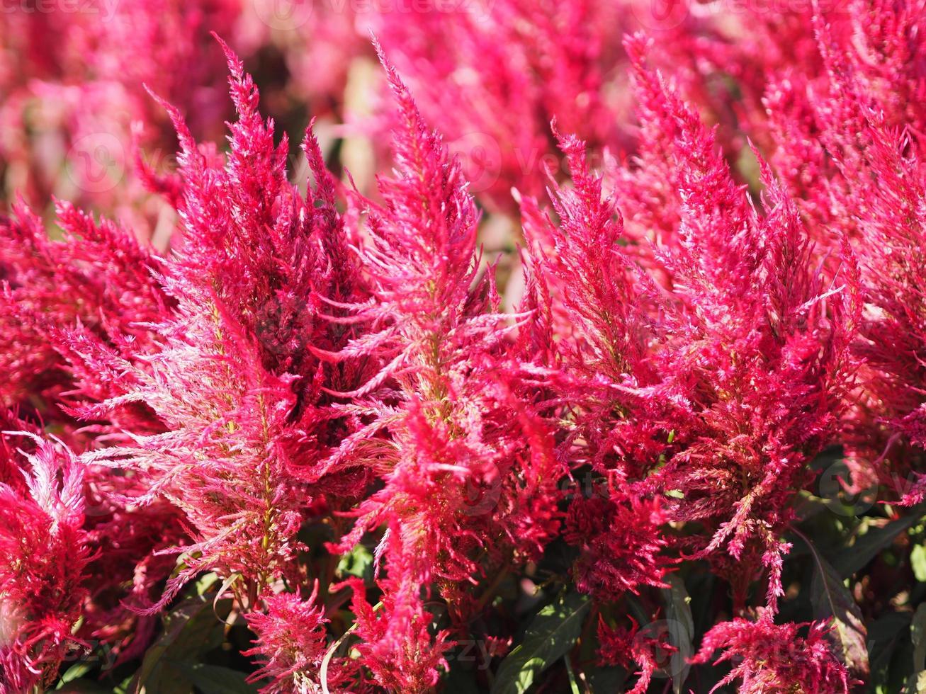 Cocks comb, Foxtail amaranth, red color Celosia argentea AMARANTHACEAE flowers blooming in garden blurred of nature background, Celosia plumose, Plumed Celusia, Wool Flower photo