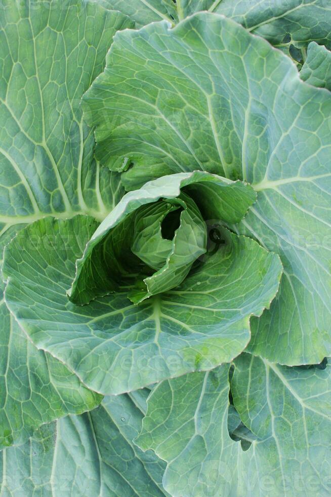 Closeup of a green cabbage head growing as a fresh photo