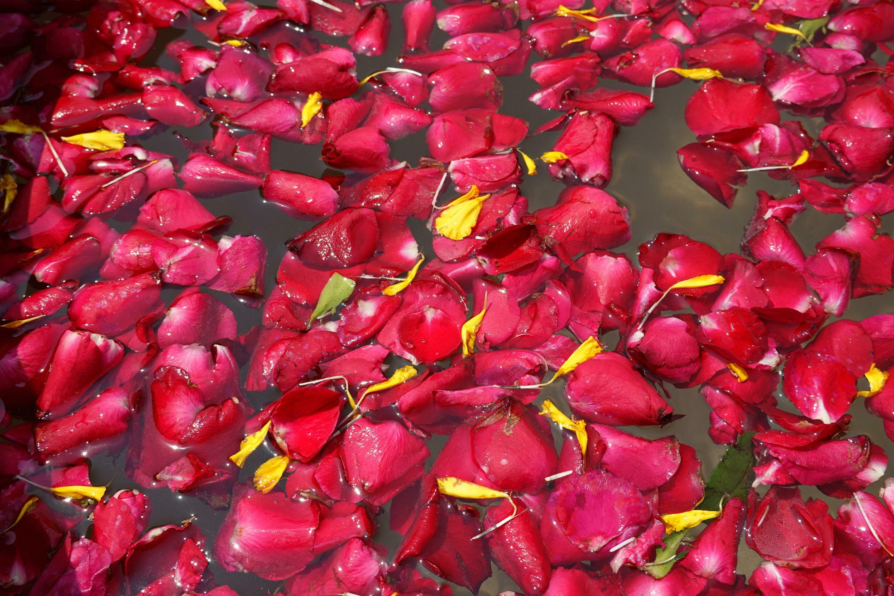 texture of red rose petals floating in water 23028149 Stock Photo at