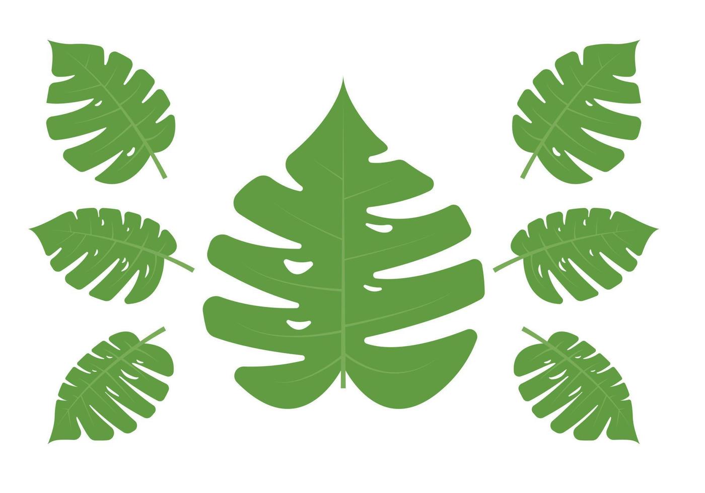 monstera leaf tropical leaf set vector