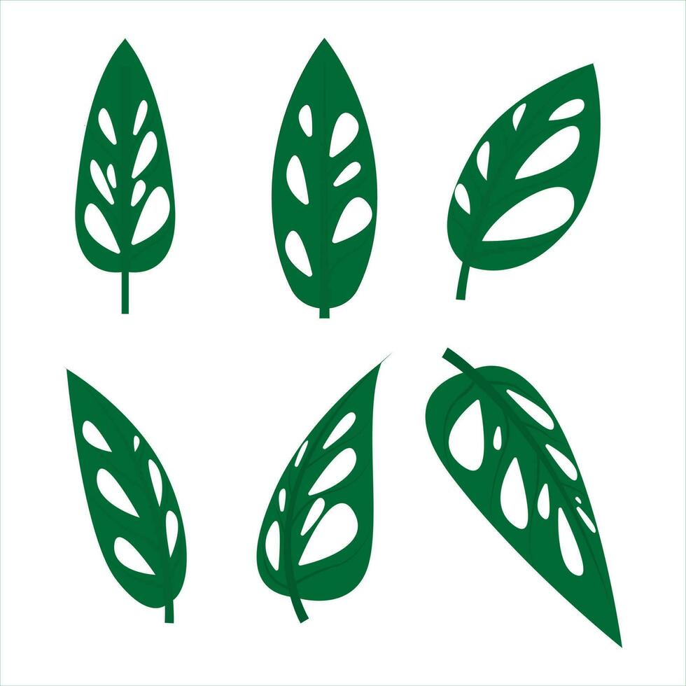 monstera adansonii leaf tropical leaf set vector