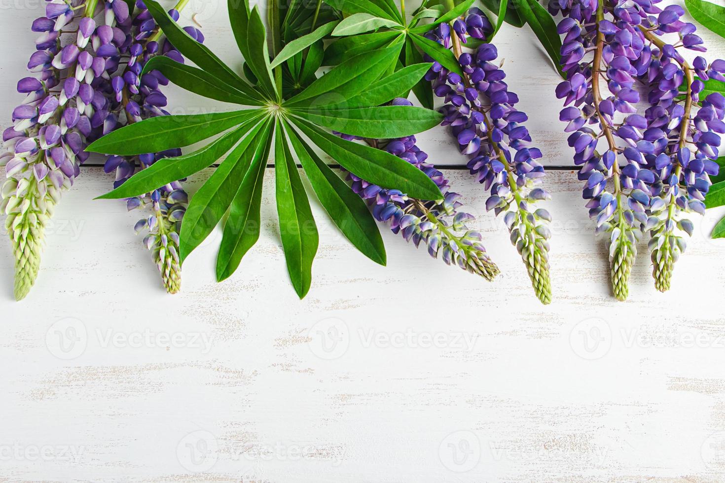 verano púrpura lupino flores en blanco de madera antecedentes. foto