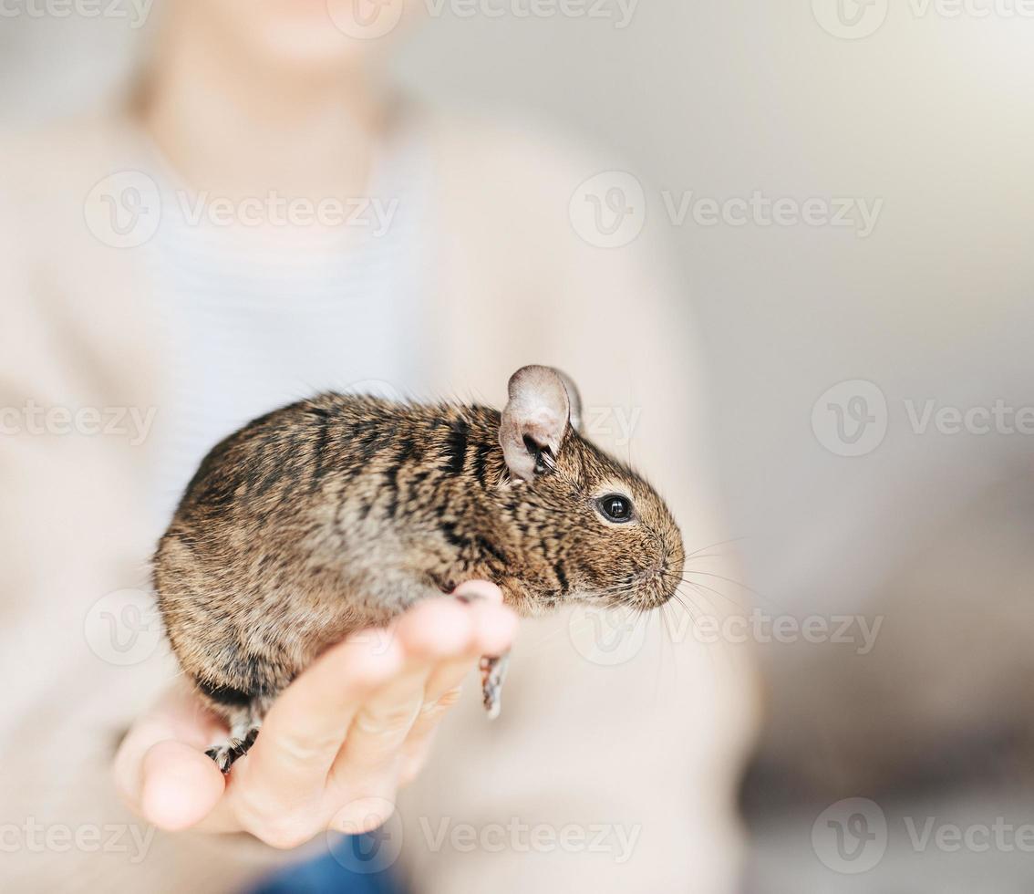 joven niña jugando con pequeño animal degú ardilla. foto