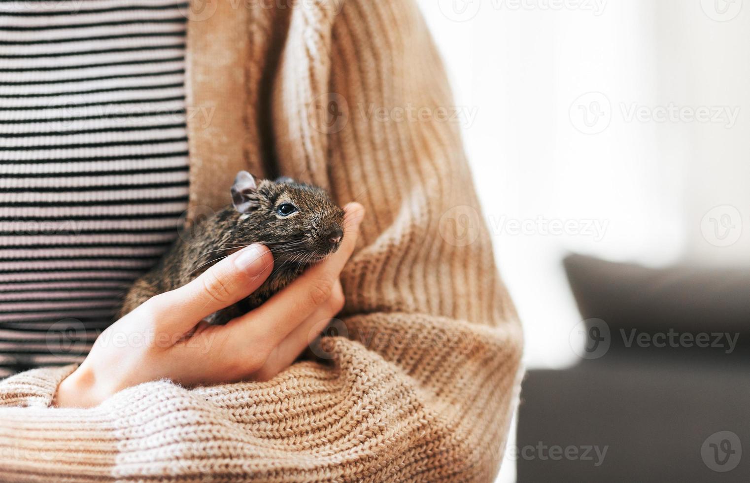 joven niña jugando con pequeño animal degú ardilla. foto