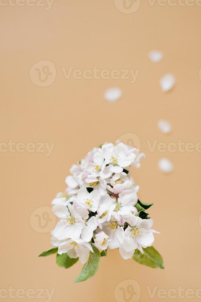 A twig of an apple tree with white flowers on a beige background. The concept of spring and fast time changing seasons. Flat lay, top view, copy space photo