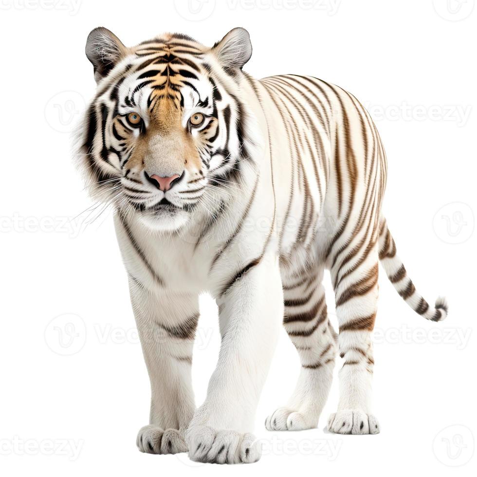 Tiger isolated on white background. Transparent use for T shirt screen, fabric , print, cover, banner and invitation. photo