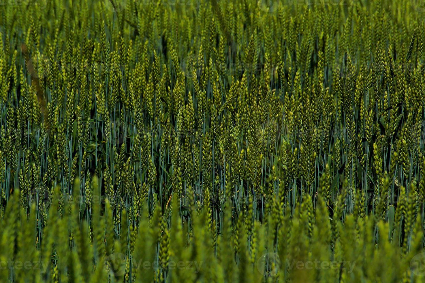 green grain background photo