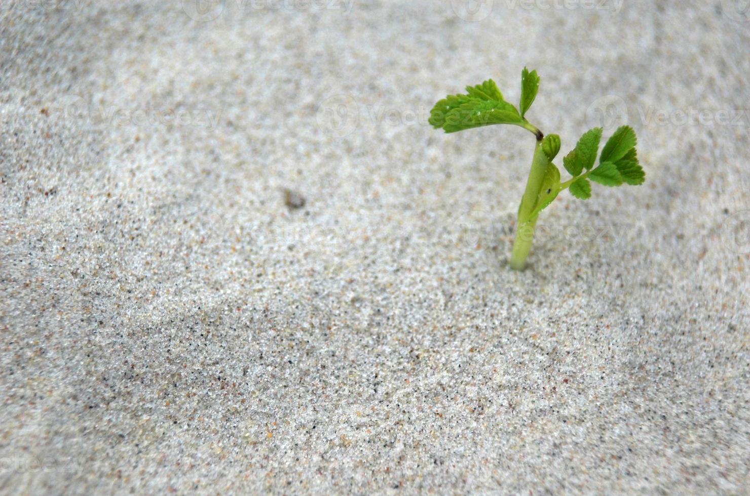 dune whit small plant photo
