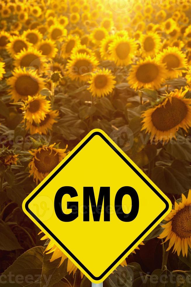 Sunflower field with gmo sign photo