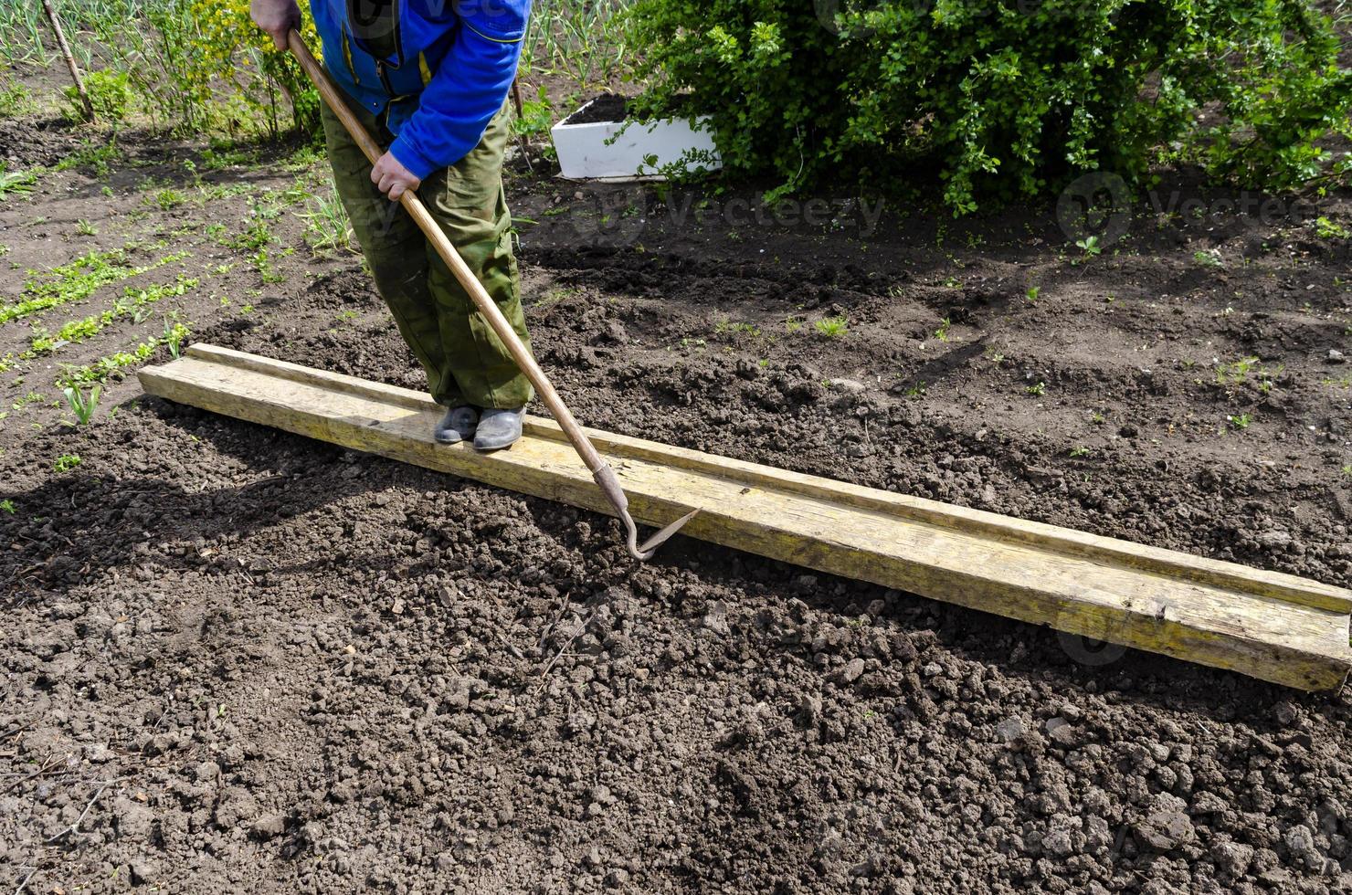 un hombre afloja el suelo, y hace incluso filas para plantando semillas en el jardín, un nuevo crecimiento temporada en un orgánico granja. foto