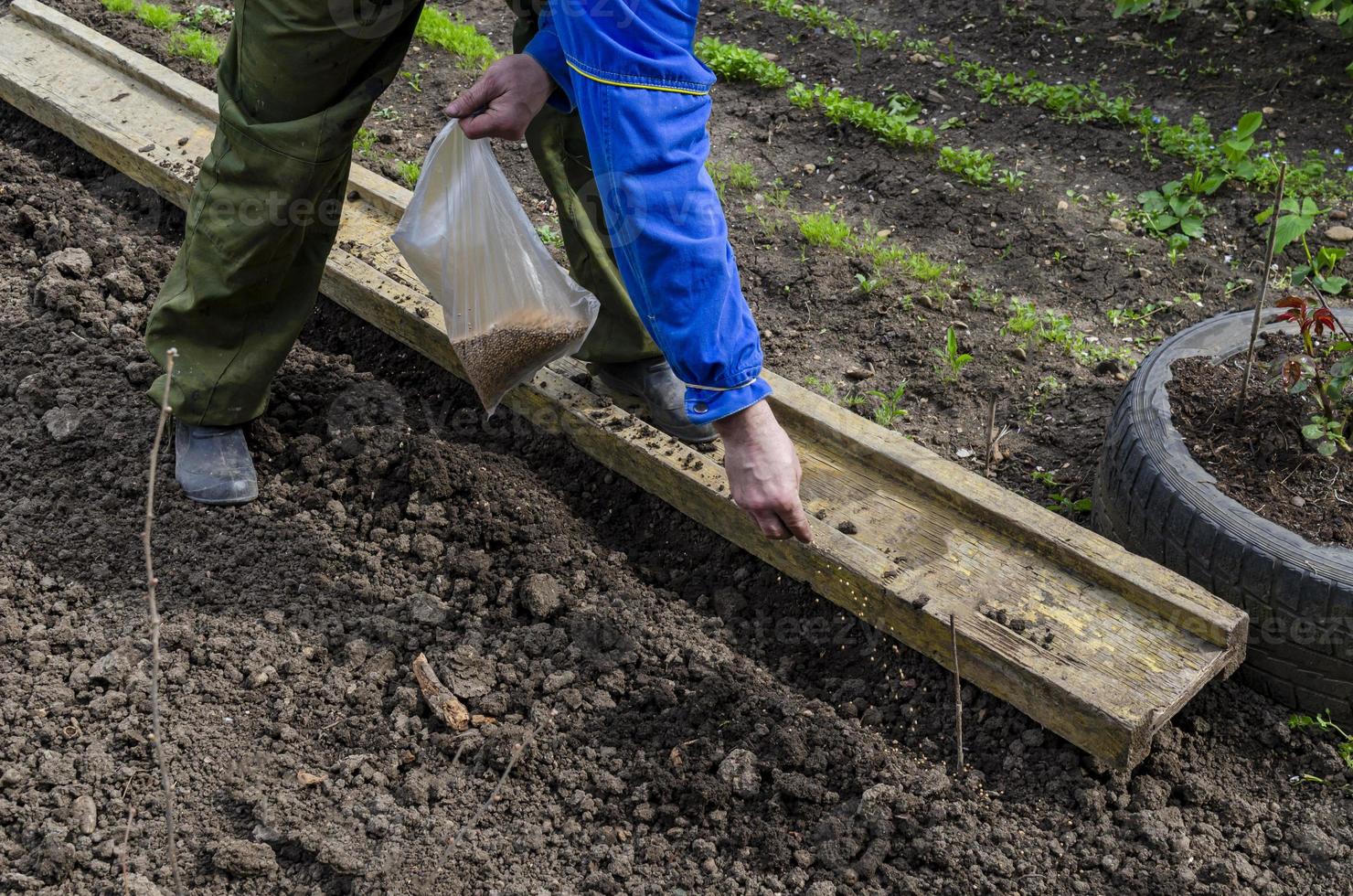 manual plantando de semillas en el jardín en primavera. foto