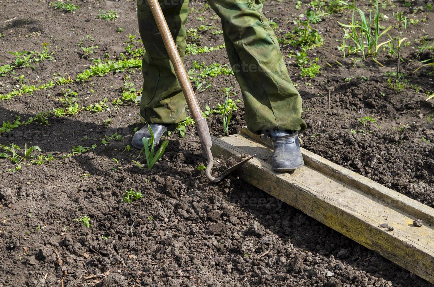 un hombre afloja el suelo, y hace incluso filas para plantando semillas en el jardín, un nuevo crecimiento temporada en un orgánico granja. foto