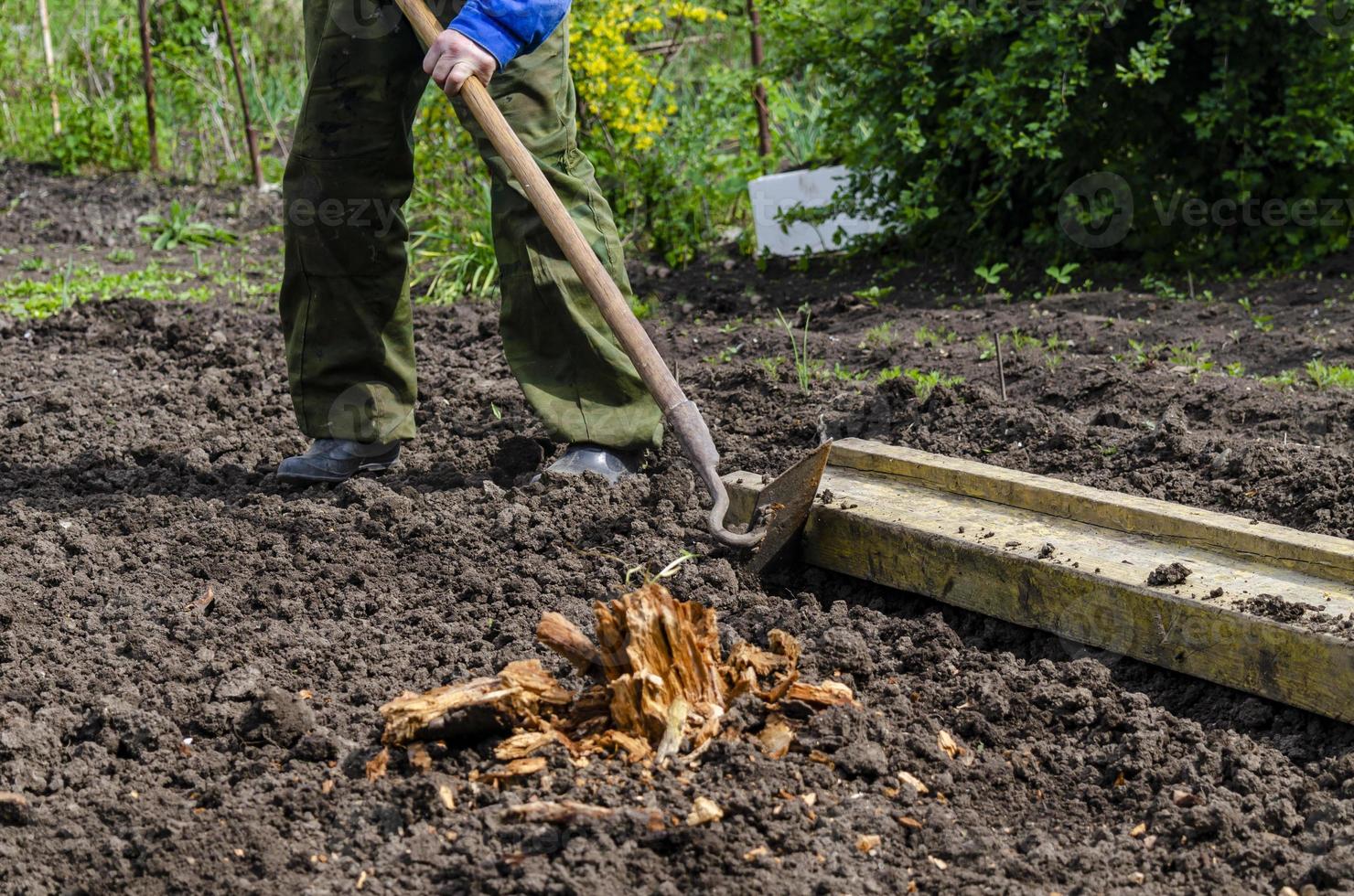 un hombre afloja el suelo, y hace incluso filas para plantando semillas en el jardín, un nuevo crecimiento temporada en un orgánico granja. foto