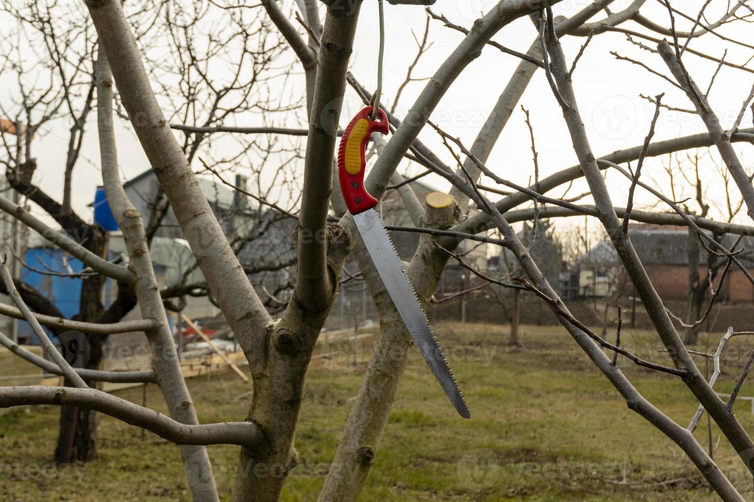 una herramienta agrícola, una sierra colgada en la rama de un árbol después de la poda. foto