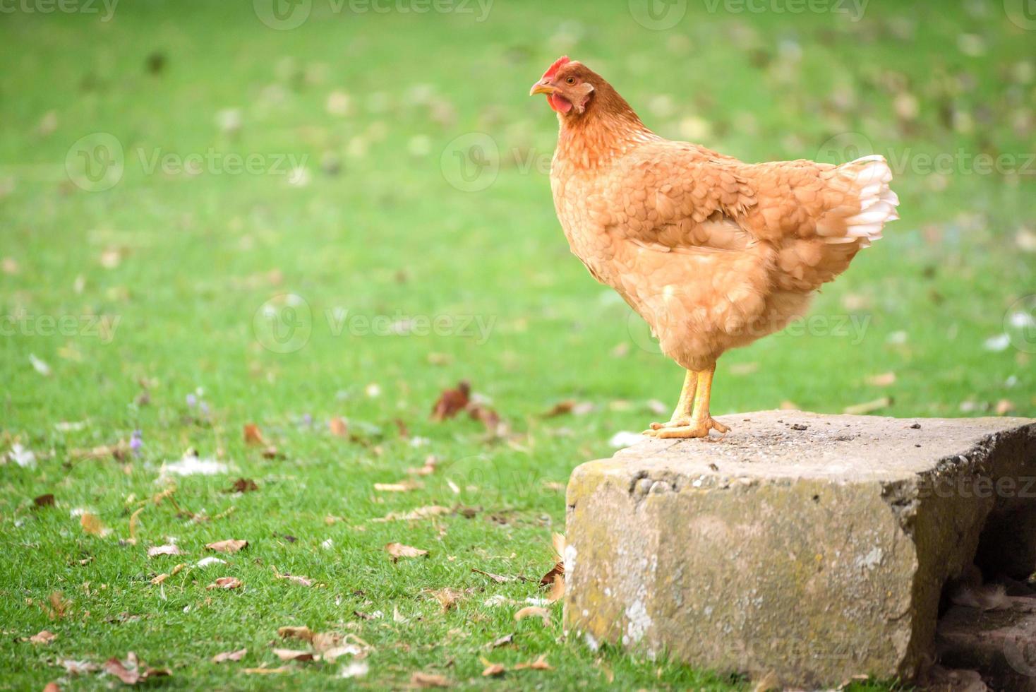 Chicken on the farm photo